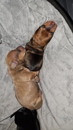 Image 11 of Gorgeous Miniature Dachshund Puppies