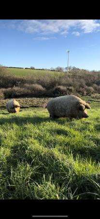 Image 2 of Two friendly Hairy Sows!