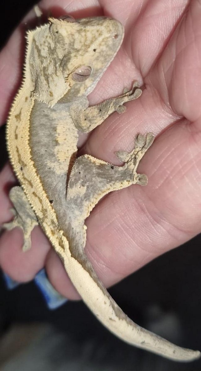 Preview of the first image of Crested Gecko 6 months old Part Pin Harlequin.