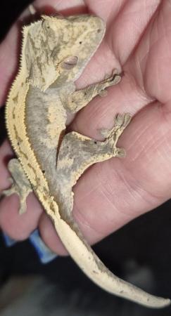 Image 1 of Crested Gecko 6 months old Part Pin Harlequin
