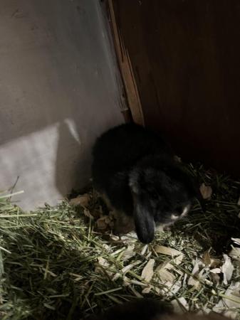 Image 3 of Mini lop rabbits ready now