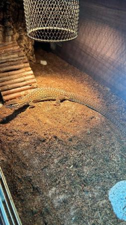 Image 4 of 1year old male ackie monitor