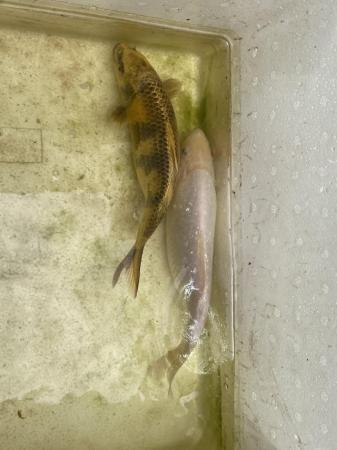 Image 4 of 2 koi fish about 10 inches long