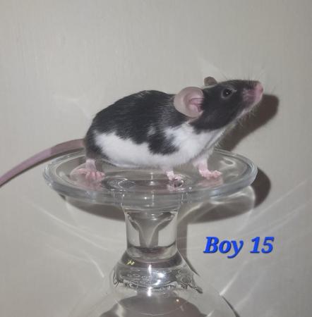 Image 24 of Baby mice - boys £2 great pets. 2 left