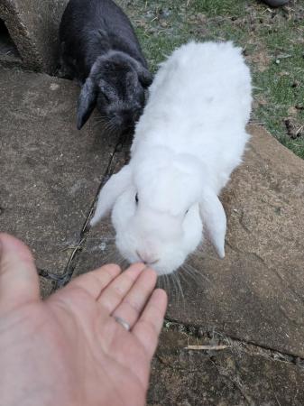 Image 1 of Bonded male and female rabbits