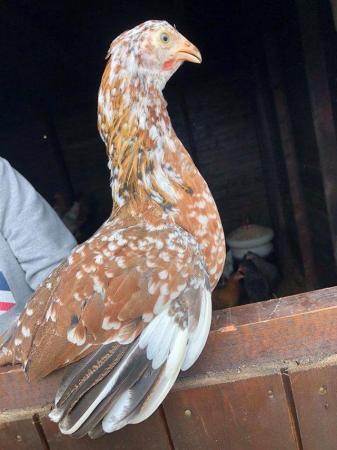 Image 1 of High Quality Point Of Lay, Fully Vaccinated Hybrid Hens