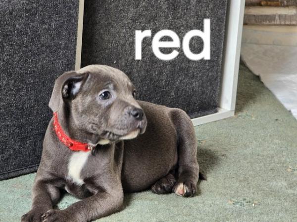 Image 6 of READY NOW... BLUE KC STAFFY PUPS