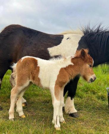 Image 2 of 2024 SHETLAND PONY FOAL NOW FOR DETAILS