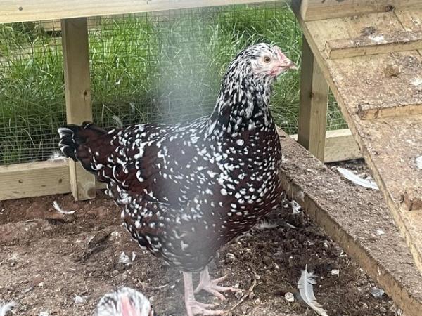 Image 1 of Speckled Sussex hatching eggs