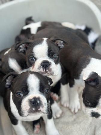 Image 15 of KC Reg Exceptional Boston Terrier Puppies