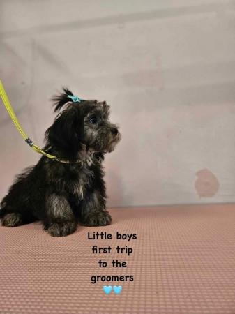 Image 5 of Shorkie silver shorkie boy only boy now available