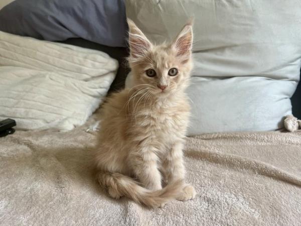Image 12 of maine coon kittens available