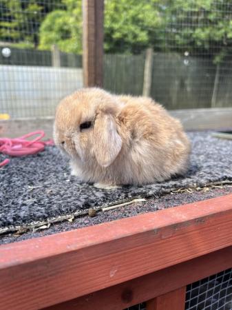 Image 5 of Young Pair of Mini lop males