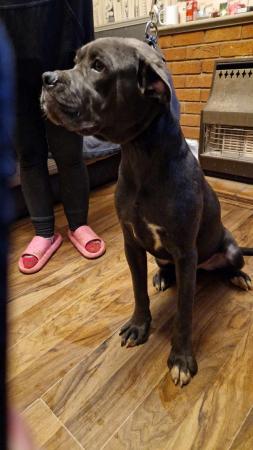 Image 1 of STUNNING ICCF REGISTERED CANE CORSO  LAST BOY AVAILABLE  NOW