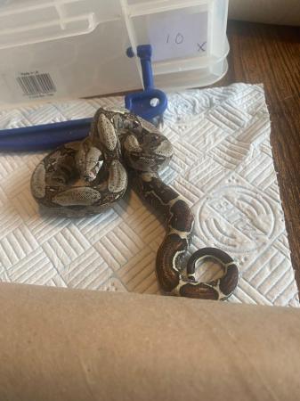 Image 6 of Boa Constrictor Babies for sale