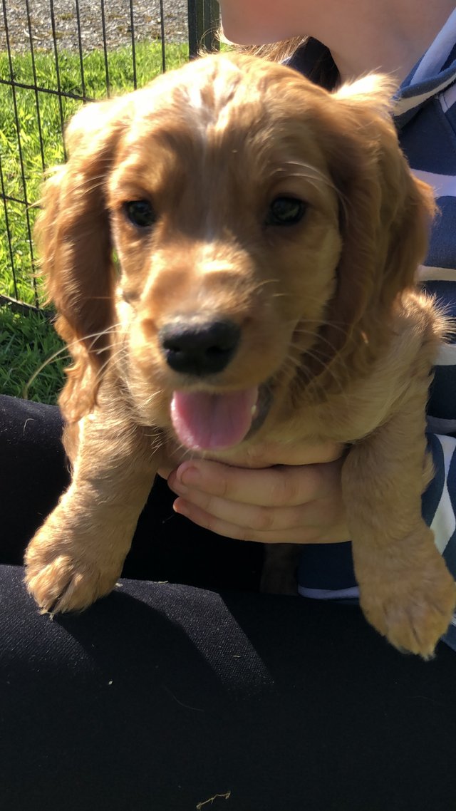 Preview of the first image of FULLY VACCINATED KC Cocker spaniel puppies 10 weeks.
