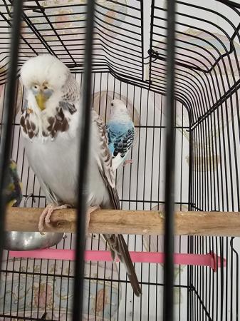 Image 2 of 2 budgies 1 male and 1 remale get on very well