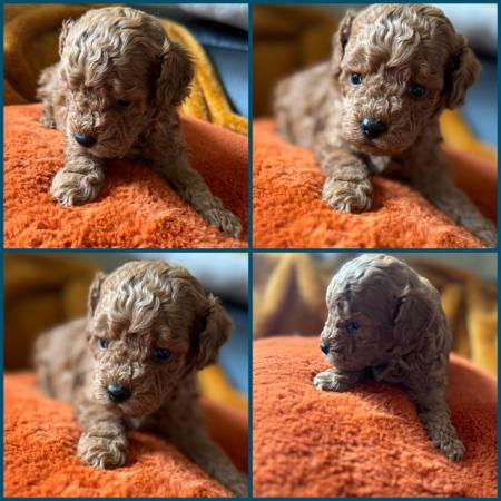 Image 1 of Beautiful Ruby red toy poodle's