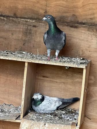 Image 1 of Beautiful pigeons available £10
