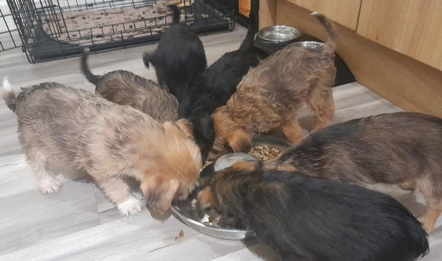 Jack Russell Terrier puppies for sale in Bradford, West Yorkshire – 1 year old - Image 2 of 10