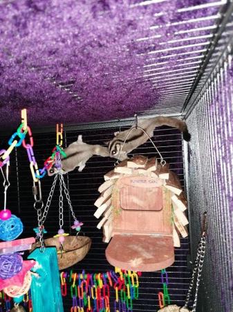 Image 1 of Bonded Pair of sugar gliders with linage and full set up