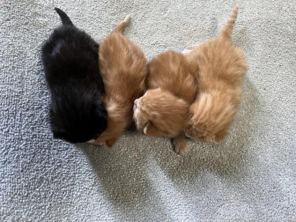 Image 1 of 1 ginger male kittens left for sale