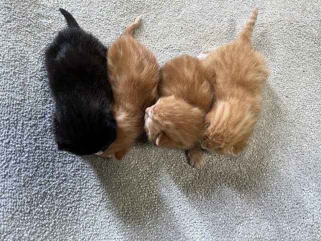 Preview of the first image of 2 ginger male kittens left for sale.