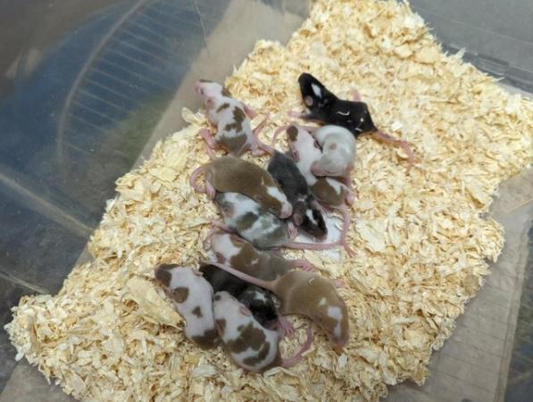 Image 5 of 6 week old Female Mice well handled