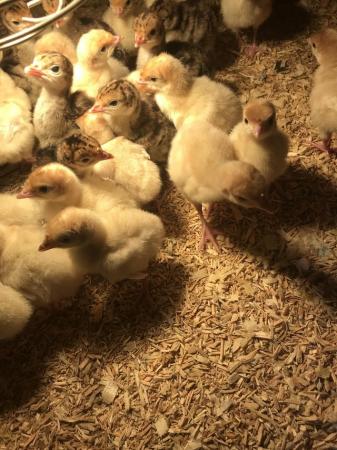 Image 3 of Turkey Poults for sale in July