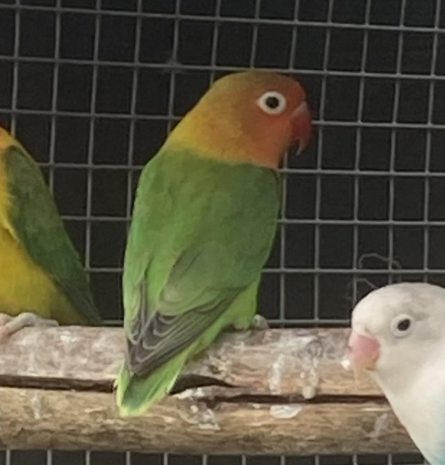Preview of the first image of Fischer lovebird split for pale fallow.
