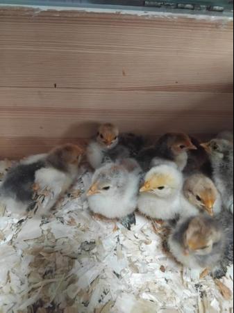 Image 1 of week old pekin bantam chicks