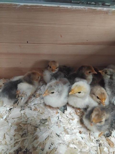 Preview of the first image of week old pekin bantam chicks.