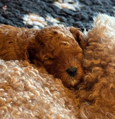 Image 2 of Quality KC Miniature Poodle Puppies