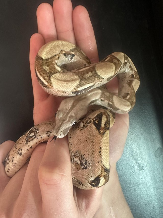1 year old DUTCH PASTEL BOA