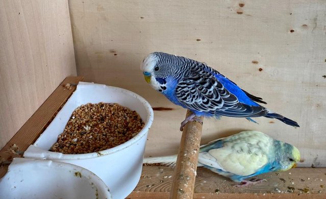 Image 1 of Quality various colour budgies in excellent condition