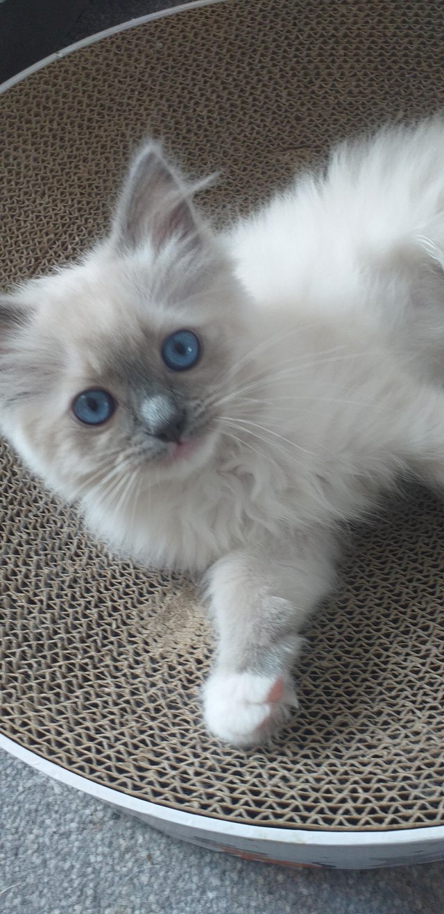 Preview of the first image of Pure Breed Ragdoll Kittens.