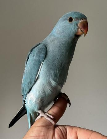 Image 2 of Handreared Silly Tame Baby Blue Ringneck Parrots