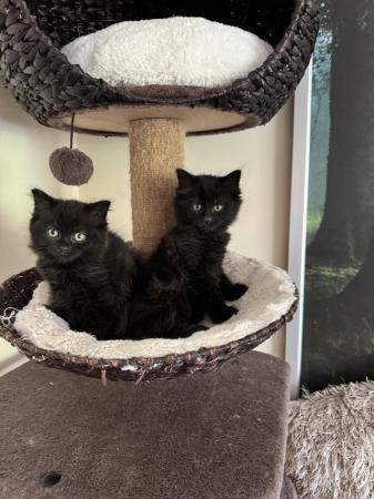 Image 12 of Forever family needed, 2 British shorthair X kittens