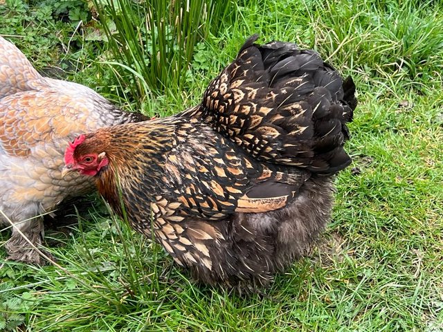 Preview of the first image of Two Gold Laced Pekin Bantam Hens Chickens.