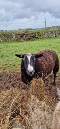Image 1 of Pure Zwartble ram for sale