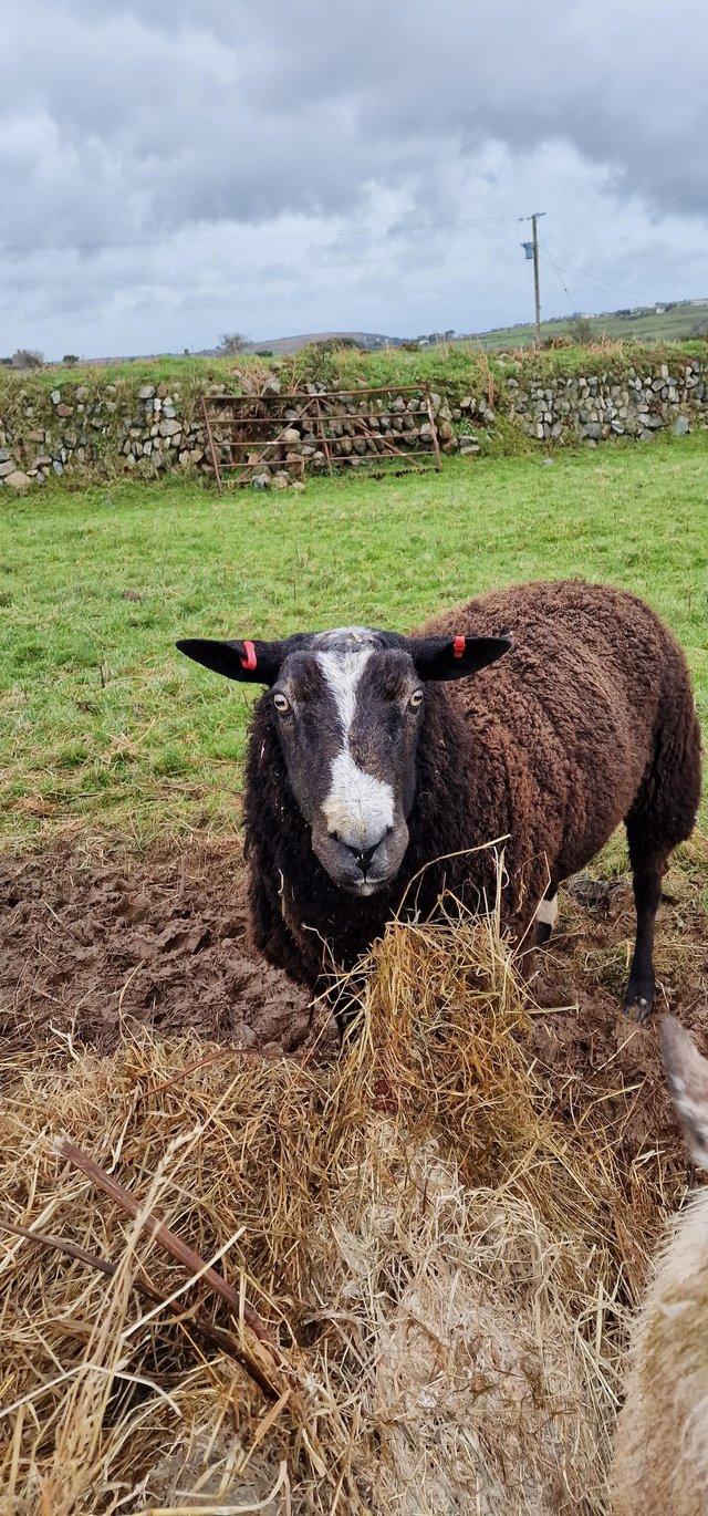 Preview of the first image of Pure Zwartble ram for sale.