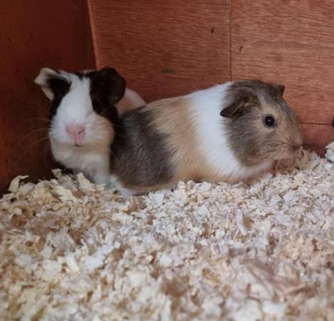 Image 1 of Baby boy guinea pigs for sale