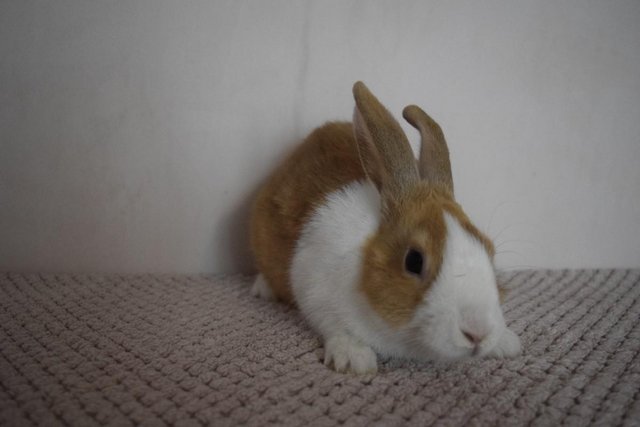 Image 4 of 14 week old pure Dutch Rabbits