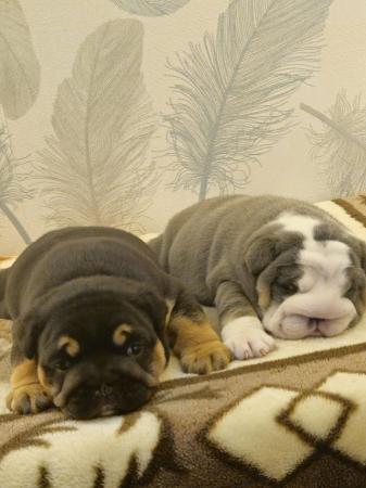 Image 2 of English Bulldog Puppies, Blue & Tan, Blue & White For Sale