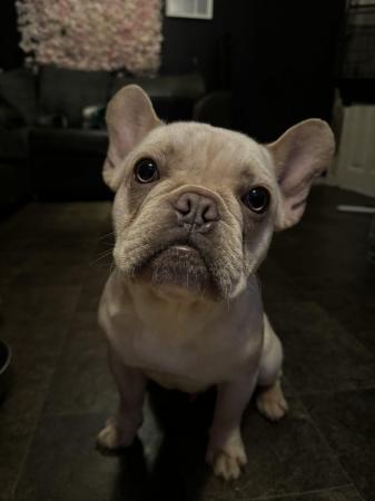 Image 3 of French bulldog male 10 month