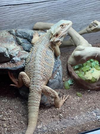 Image 5 of Red hypo bearded dragon under 6 months old and modern vivari