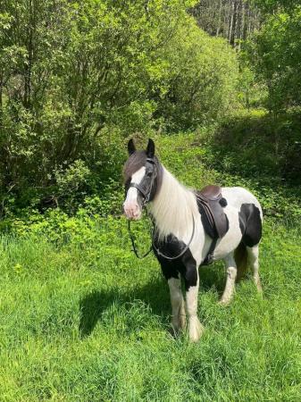 Image 2 of RUBY 7-Year-Old Piebald Cob Mare, 15hh. Potential happy hack