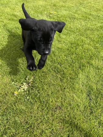 Image 4 of KC Registered black Labrador puppies
