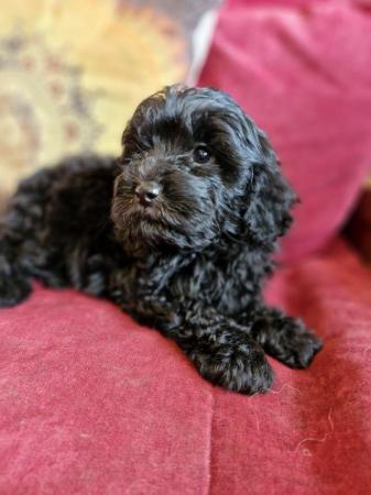 Image 20 of Adorable F1b multicolour cavapoo pups. health tested parents