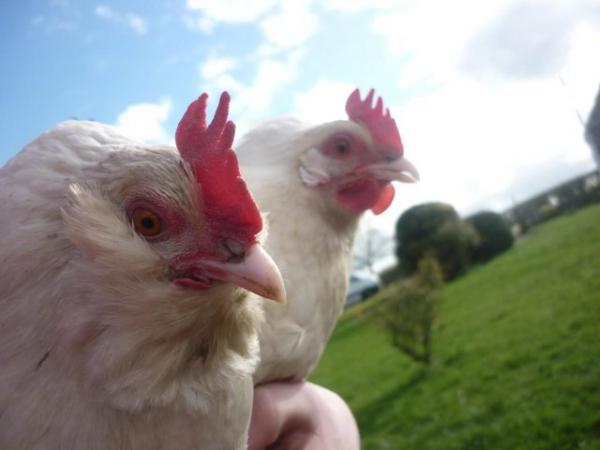 Image 2 of Two cross breed Ameraucana and Faverolle laying Bantam hens